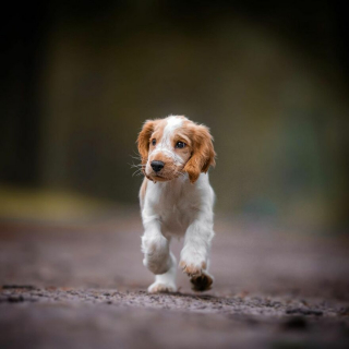 Illustration de l'article : 20 portraits de chiens photogéniques à souhait et réalisés dans de magnifiques décors naturels