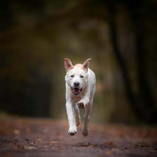Illustration de l'article : 20 portraits de chiens photogéniques à souhait et réalisés dans de magnifiques décors naturels