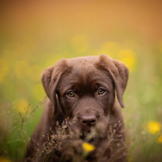 Illustration de l'article : 20 portraits de chiens photogéniques à souhait et réalisés dans de magnifiques décors naturels