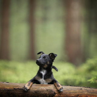 Illustration de l'article : 20 portraits de chiens photogéniques à souhait et réalisés dans de magnifiques décors naturels
