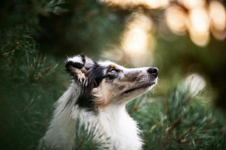 Illustration de l'article : 20 portraits de chiens photogéniques à souhait et réalisés dans de magnifiques décors naturels