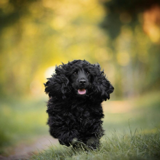 Illustration de l'article : 20 portraits de chiens photogéniques à souhait et réalisés dans de magnifiques décors naturels