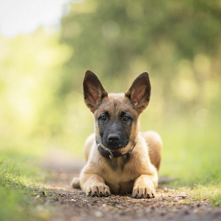 Illustration de l'article : 20 portraits de chiens photogéniques à souhait et réalisés dans de magnifiques décors naturels