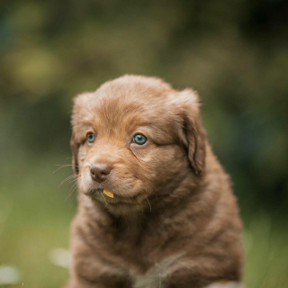 Illustration de l'article : 20 portraits de chiens photogéniques à souhait et réalisés dans de magnifiques décors naturels