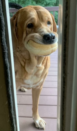 Illustration de l'article : 10 photos d'animaux voleurs de nourriture et pris la patte dans le sac