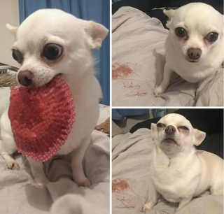 Illustration de l'article : 10 photos d'animaux voleurs de nourriture et pris la patte dans le sac