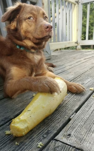 Illustration de l'article : 10 photos d'animaux voleurs de nourriture et pris la patte dans le sac