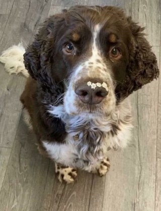 Illustration de l'article : 10 photos d'animaux voleurs de nourriture et pris la patte dans le sac