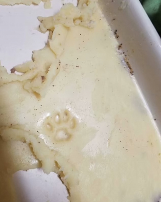 Illustration de l'article : 10 photos d'animaux voleurs de nourriture et pris la patte dans le sac