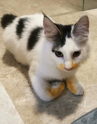 Illustration de l'article : 10 photos d'animaux voleurs de nourriture et pris la patte dans le sac