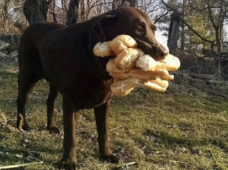 Illustration de l'article : 10 photos d'animaux voleurs de nourriture et pris la patte dans le sac