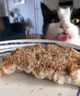 Illustration de l'article : 10 photos d'animaux voleurs de nourriture et pris la patte dans le sac