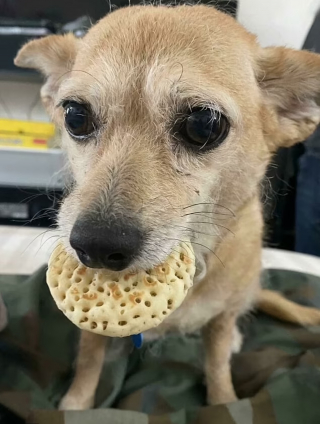 Illustration de l'article : 10 photos d'animaux voleurs de nourriture et pris la patte dans le sac