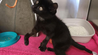 Illustration de l'article : Amputé d’une patte après un accident de voiture, ce chaton croque la vie à pleines dents