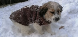 Illustration de l'article : Une chienne ayant frôlé le pire fait table rase de son douloureux passé et se met au service des enfants