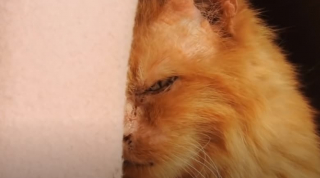 Illustration de l'article : Vidéo : Une chatte maltraitée et en colère contre les humains réapprend à faire confiance