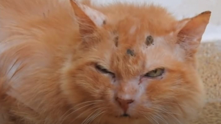 Illustration de l'article : Vidéo : Une chatte maltraitée et en colère contre les humains réapprend à faire confiance