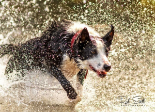 Illustration de l'article : 12 photos d'un Border Collie qui n'est jamais aussi joyeux que lorsqu'il se baigne