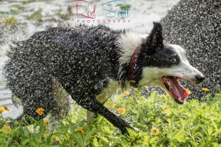 Illustration de l'article : 12 photos d'un Border Collie qui n'est jamais aussi joyeux que lorsqu'il se baigne