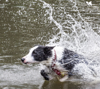 Illustration de l'article : 12 photos d'un Border Collie qui n'est jamais aussi joyeux que lorsqu'il se baigne
