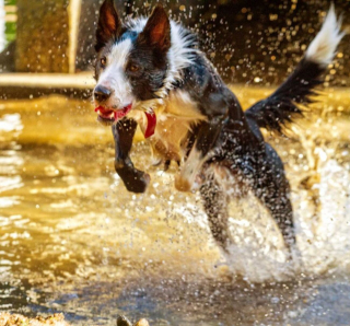 Illustration de l'article : 12 photos d'un Border Collie qui n'est jamais aussi joyeux que lorsqu'il se baigne