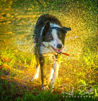 Illustration de l'article : 12 photos d'un Border Collie qui n'est jamais aussi joyeux que lorsqu'il se baigne
