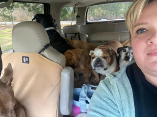 Illustration de l'article : 20 chiens qui ne cachent pas leur bonheur d'être en voiture