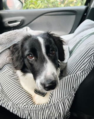 Illustration de l'article : 20 chiens qui ne cachent pas leur bonheur d'être en voiture