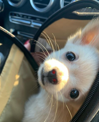 Illustration de l'article : 20 chiens qui ne cachent pas leur bonheur d'être en voiture