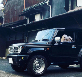 Illustration de l'article : 20 chiens qui ne cachent pas leur bonheur d'être en voiture