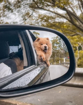 Illustration de l'article : 20 chiens qui ne cachent pas leur bonheur d'être en voiture