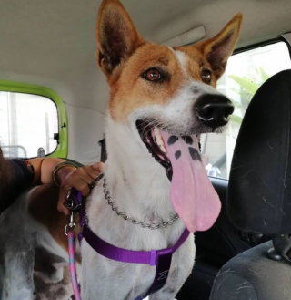 Illustration de l'article : 20 chiens qui ne cachent pas leur bonheur d'être en voiture