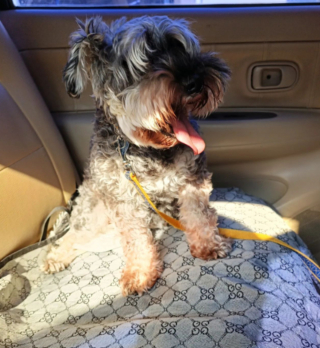 Illustration de l'article : 20 chiens qui ne cachent pas leur bonheur d'être en voiture