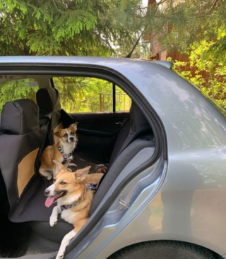 Illustration de l'article : 20 chiens qui ne cachent pas leur bonheur d'être en voiture