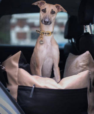 Illustration de l'article : 20 chiens qui ne cachent pas leur bonheur d'être en voiture