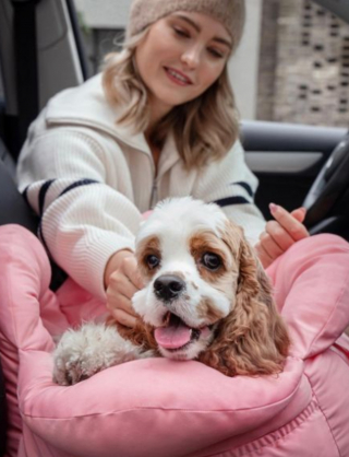 Illustration de l'article : 20 chiens qui ne cachent pas leur bonheur d'être en voiture