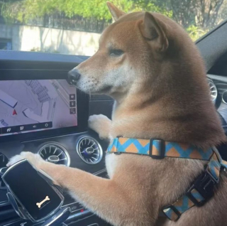 Illustration de l'article : 20 chiens qui ne cachent pas leur bonheur d'être en voiture