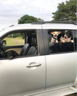 Illustration de l'article : 20 chiens qui ne cachent pas leur bonheur d'être en voiture
