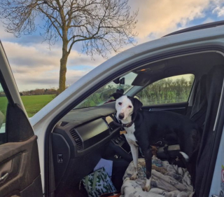 Illustration de l'article : 20 chiens qui ne cachent pas leur bonheur d'être en voiture