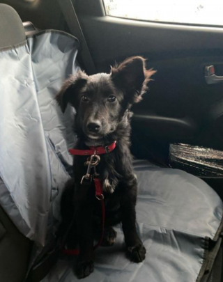 Illustration de l'article : 20 chiens qui ne cachent pas leur bonheur d'être en voiture