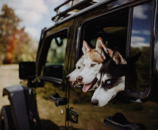 Illustration de l'article : 20 chiens qui ne cachent pas leur bonheur d'être en voiture