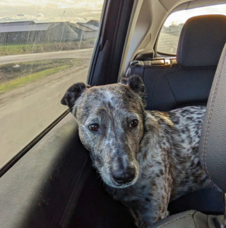 Illustration de l'article : 20 chiens qui ne cachent pas leur bonheur d'être en voiture