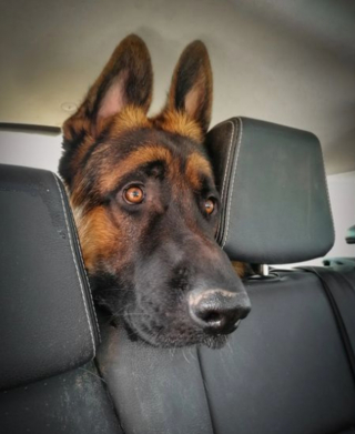 Illustration de l'article : 20 chiens qui ne cachent pas leur bonheur d'être en voiture