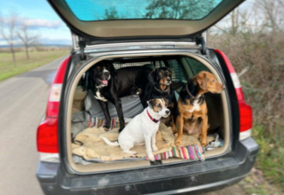 Illustration de l'article : 20 chiens qui ne cachent pas leur bonheur d'être en voiture