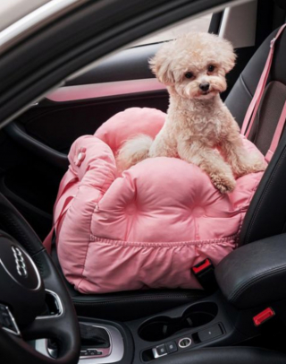 Illustration de l'article : 20 chiens qui ne cachent pas leur bonheur d'être en voiture