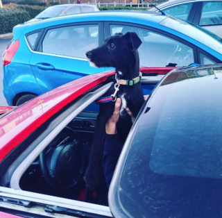 Illustration de l'article : 20 chiens qui ne cachent pas leur bonheur d'être en voiture