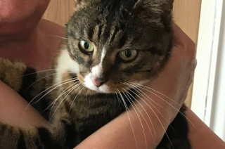 Illustration de l'article : Le chat âgé d’une famille disparaît au cours d’un hiver glacial : elle retrouvera sa trace 7 semaines plus tard