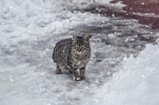 Illustration de l'article : Le chat âgé d’une famille disparaît au cours d’un hiver glacial : elle retrouvera sa trace 7 semaines plus tard