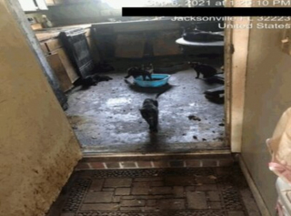 Illustration de l'article : Après un signalement, une association découvre 74 chats entassés dans la maison d’une personne âgée