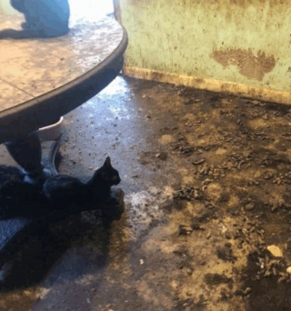 Illustration de l'article : Après un signalement, une association découvre 74 chats entassés dans la maison d’une personne âgée